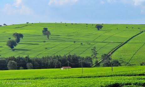 Nandi Hills