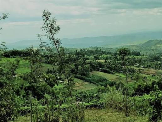 Kisii